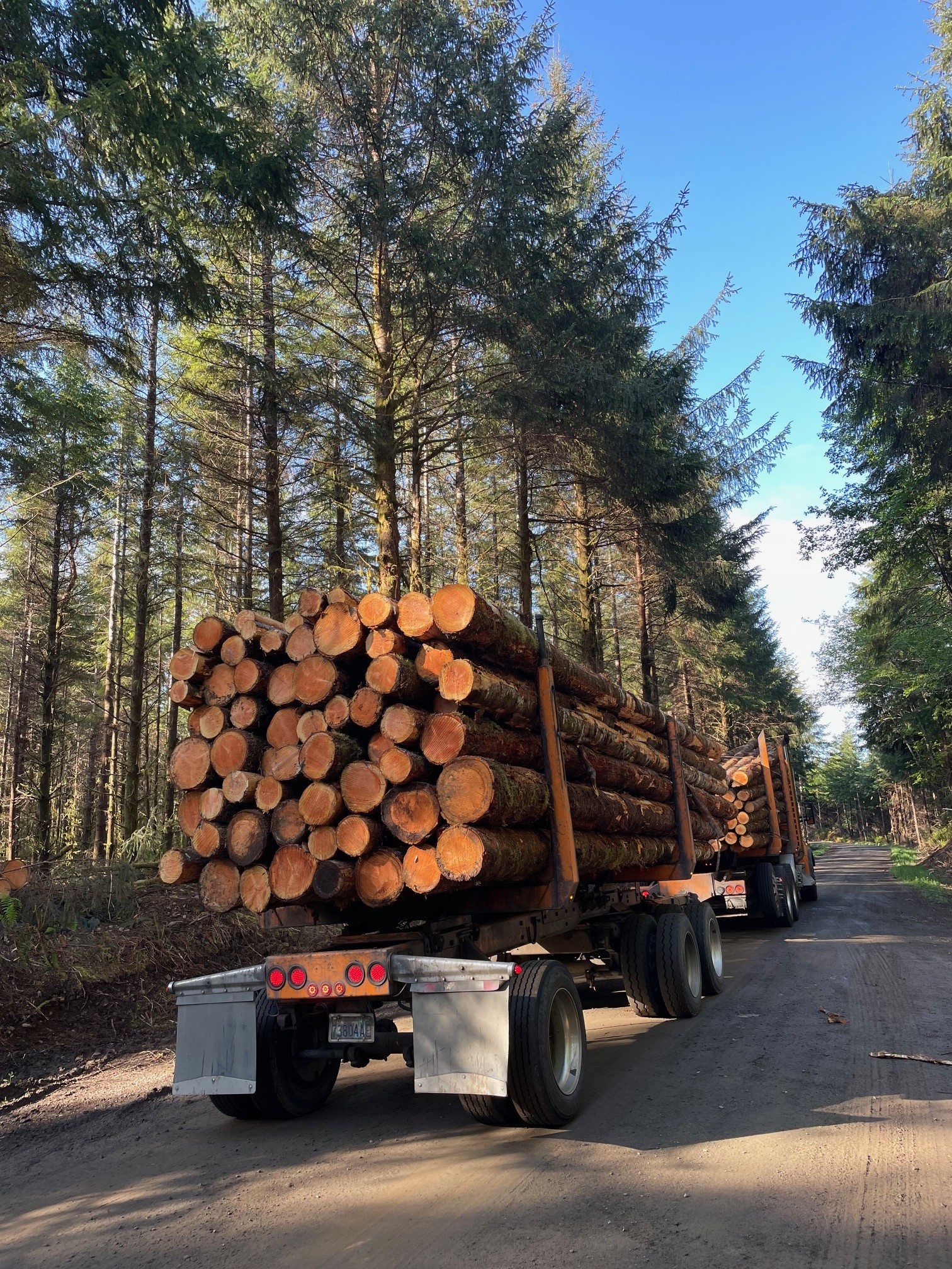 Loaded log truck
